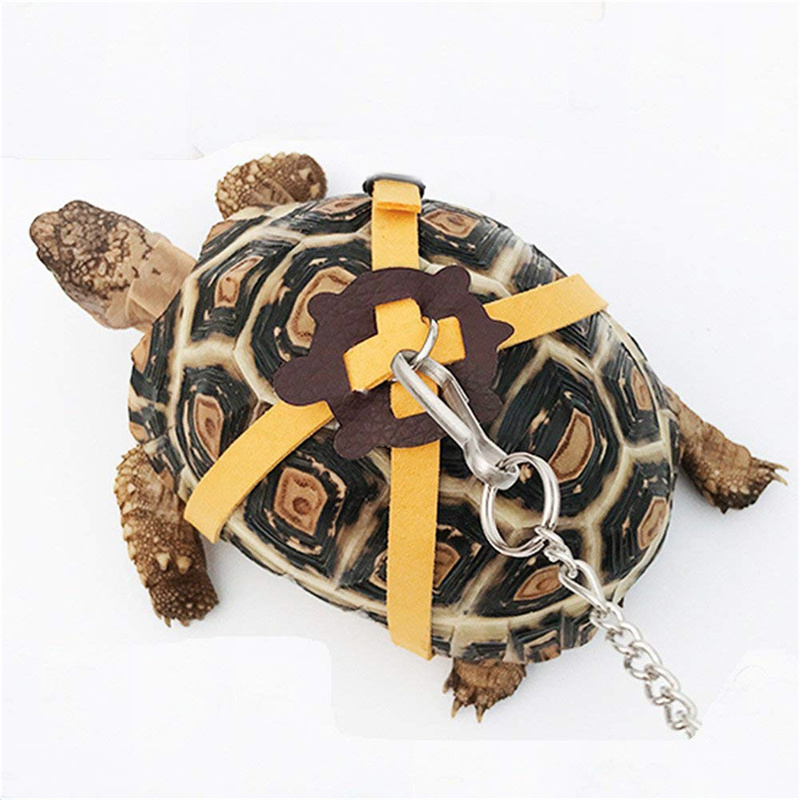 Turtle Traction Belt Control R - Water Dish Reptile ulasan dan harga